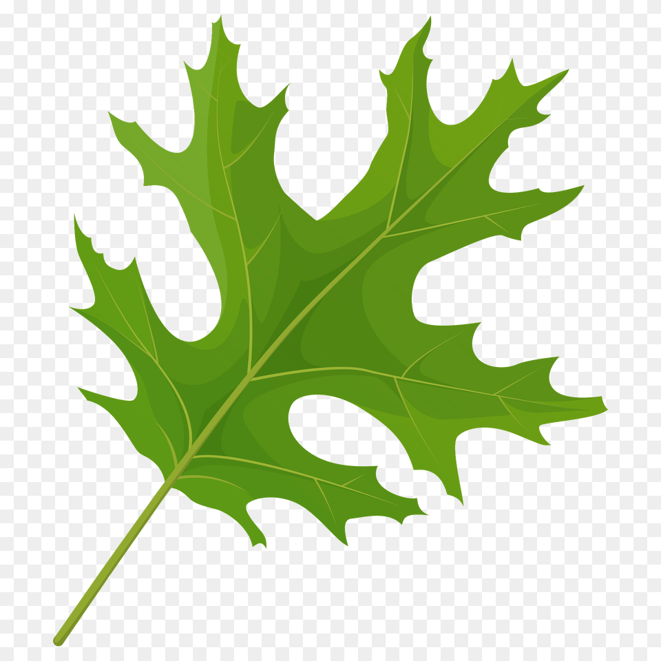 Scarlet Oak Green Leaf Clipart, Plant, Tree, Maple, Maple Leaf Png