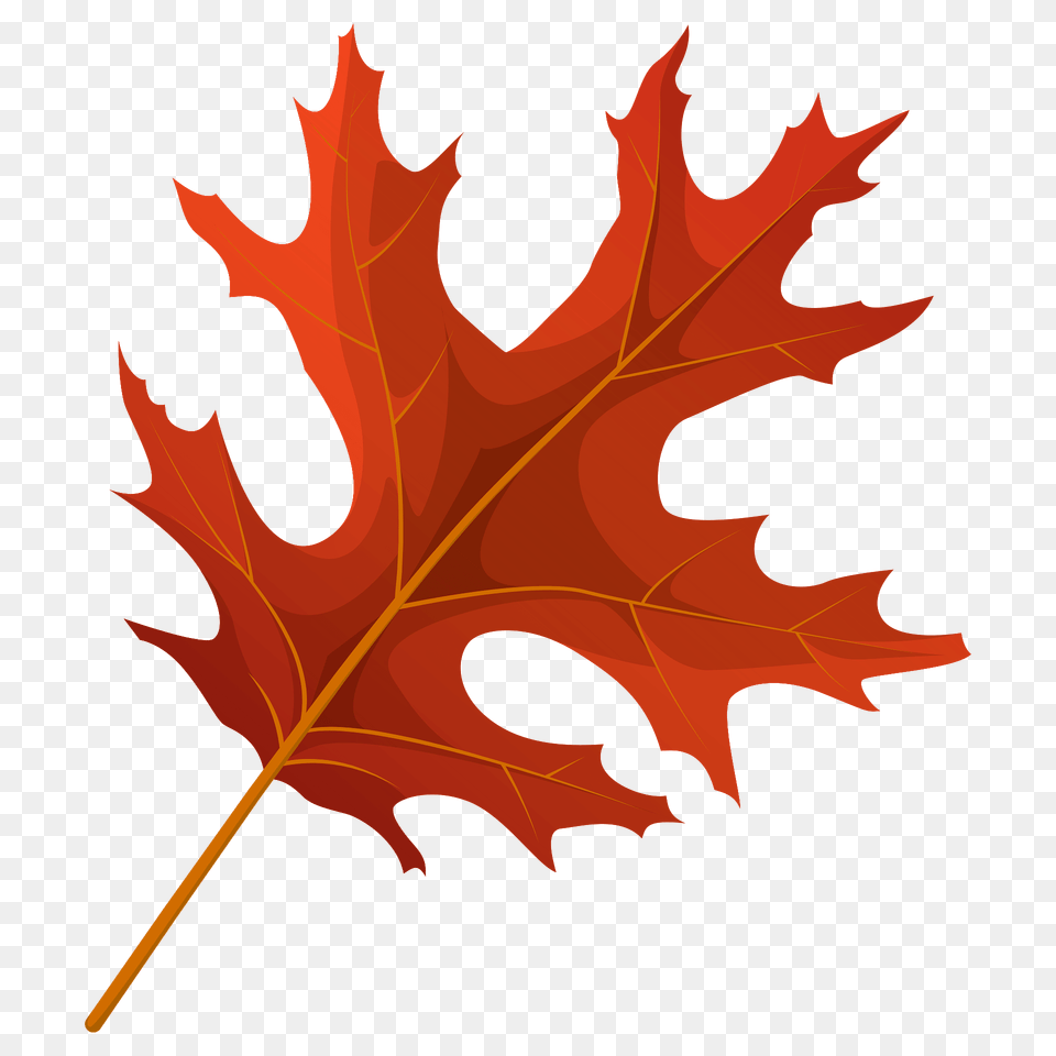 Scarlet Oak Red Leaf Clipart, Plant, Tree, Maple Leaf, Maple Free Transparent Png