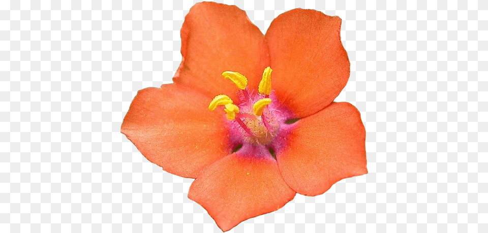 Scarlet Pimpernel Flower, Petal, Plant, Geranium, Pollen Free Png