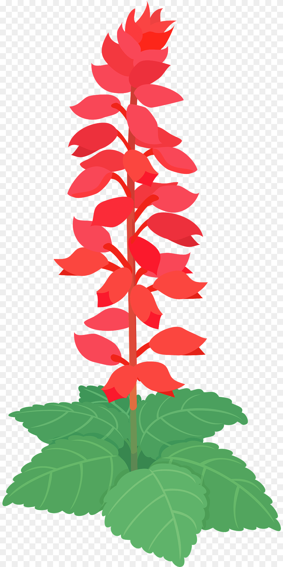 Scarlet Sage Flower Clipart, Plant, Leaf, Acanthaceae Free Png Download