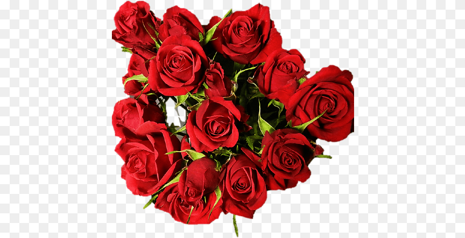 Scarlett Mimi Red Spray Roses Floral, Flower, Flower Arrangement, Flower Bouquet, Plant Free Png
