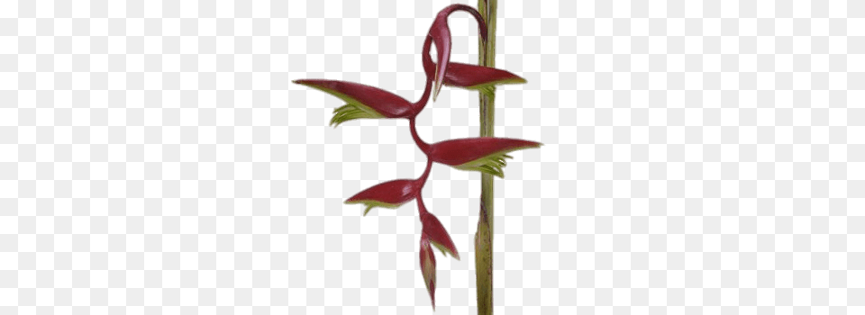 Scarlett Red Hanging Heliconia Flower, Plant, Grass, Bud Free Transparent Png