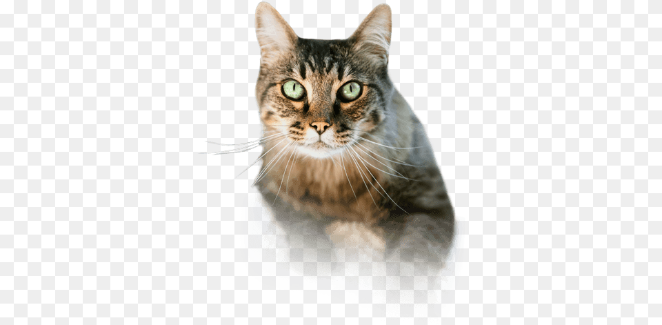 Scarry Cat Cats Eating Icon Transparent Background, Abyssinian, Animal, Mammal, Pet Free Png Download