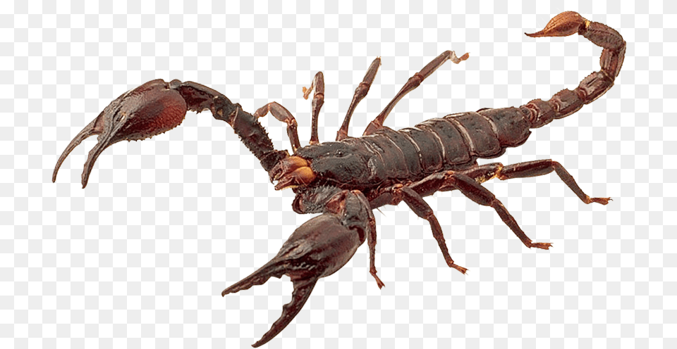Scary, Animal, Food, Invertebrate, Lobster Free Png Download
