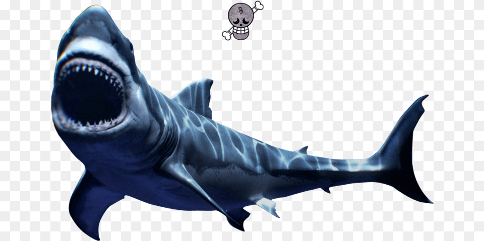 Scary Great White Shark Mako Shark, Animal, Fish, Sea Life Png