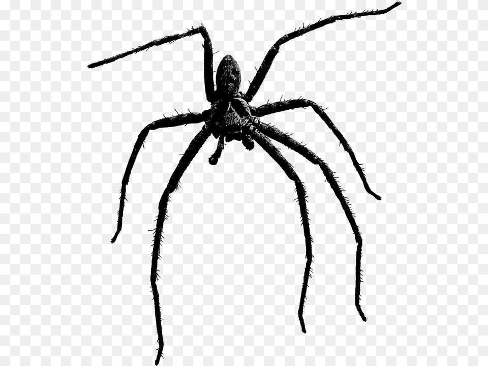 Scary Spider, Animal, Invertebrate Free Transparent Png