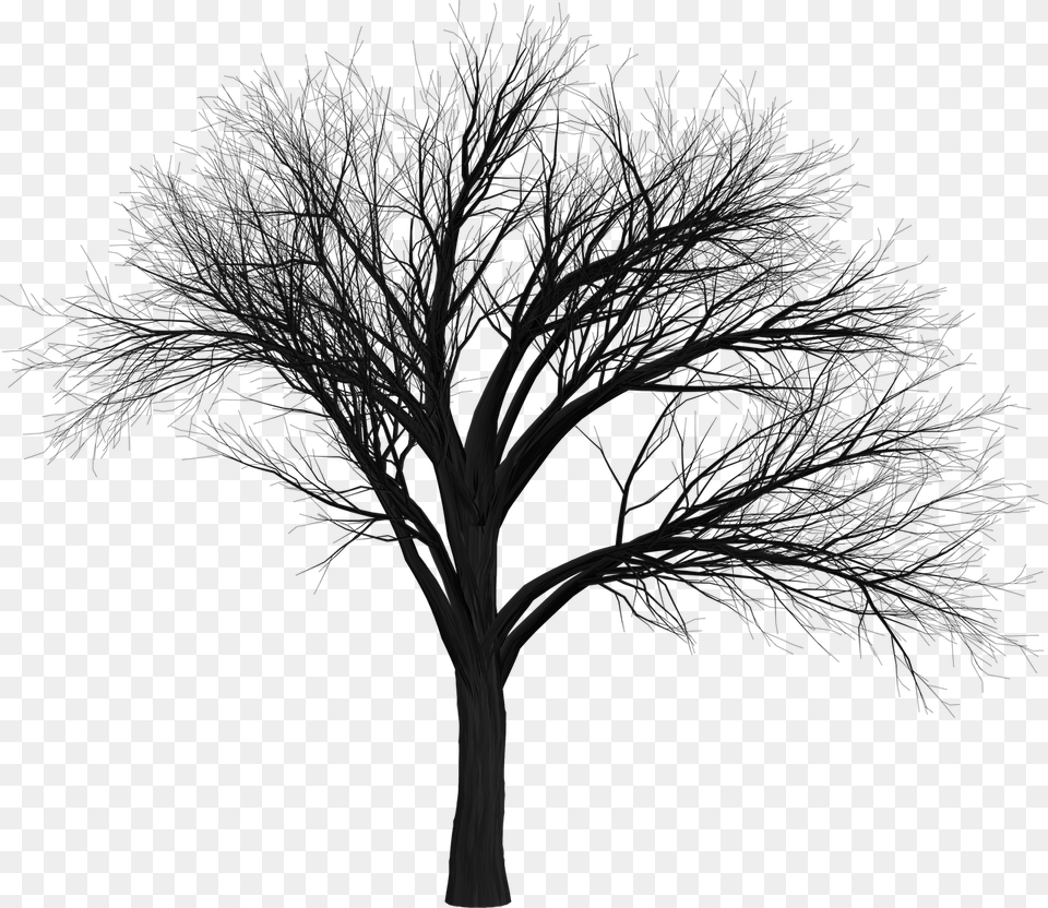 Scary Tree Transparent, Plant Png Image