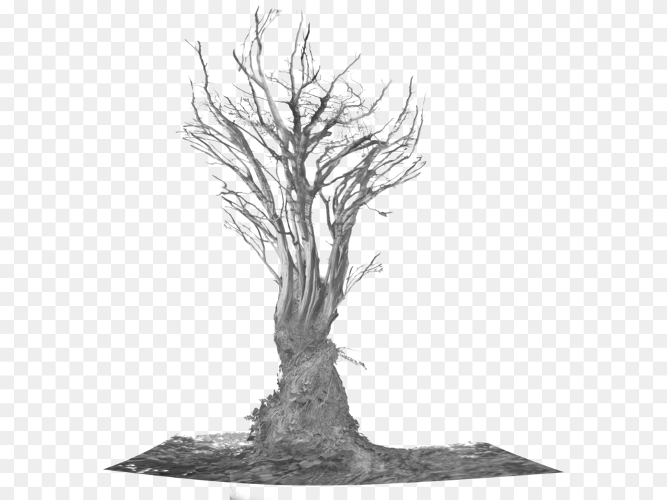 Scary Tree Tree Roots, Plant, Art, Potted Plant, Adult Free Transparent Png