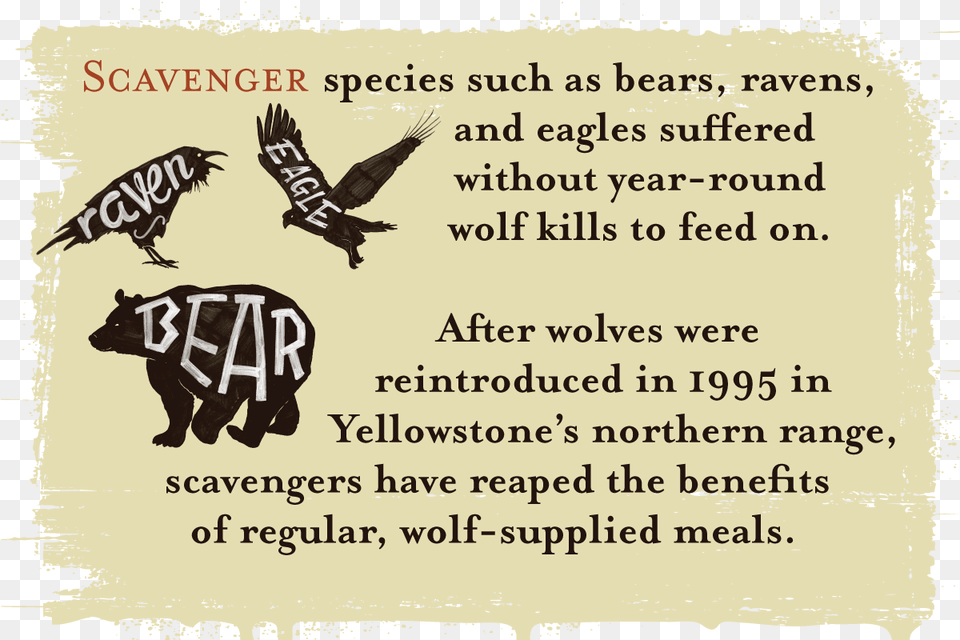 Scavenger Species Such As Bears Ravens And Eagles Wolves Keep Yellowstone In Balance, Advertisement, Wildlife, Mammal, Bear Png Image