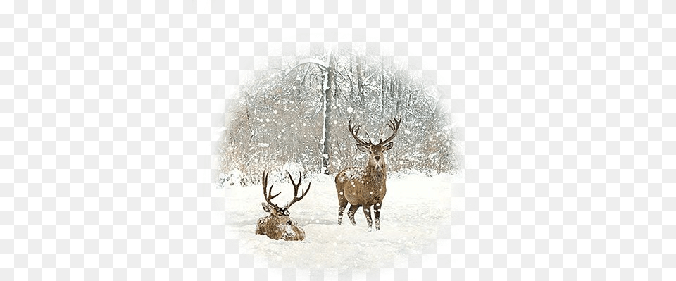 Scene Snow Xmas Christmas Snow Deer Winter Christmas Day, Animal, Elk, Mammal, Wildlife Png Image