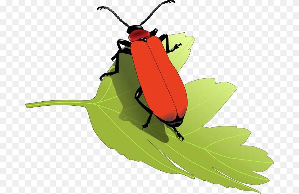 Scharlachroterfeuerkaerfer, Leaf, Plant, Animal, Firefly Png Image