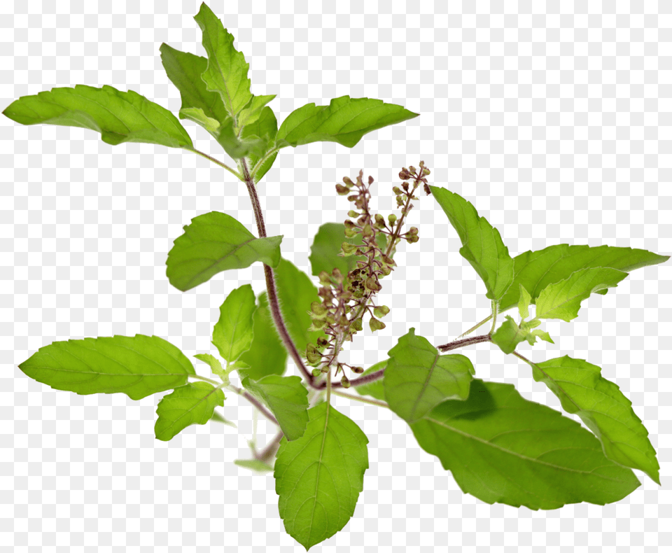 Schedule Triphala Powder Triphala Churna All Tulsi Leaf Powder, Grass, Herbal, Herbs, Plant Free Png Download