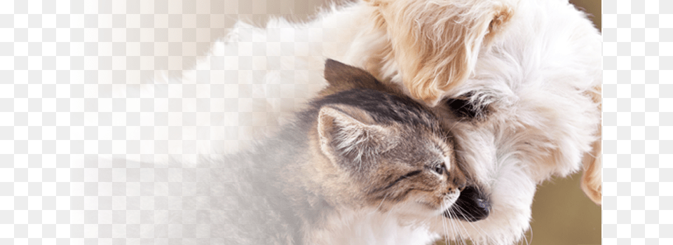 Schedule Your Pet39s Appointment Today Puppy Wallpapers For Desktop, Animal, Cat, Kitten, Mammal Png