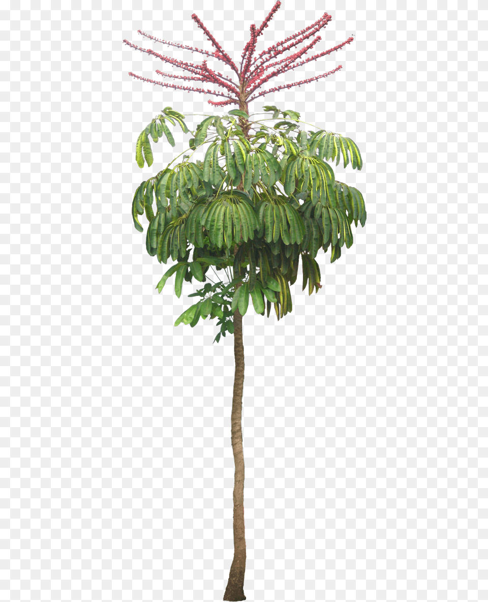 Schefflera Actinophylla, Leaf, Plant, Tree, Vegetation Png