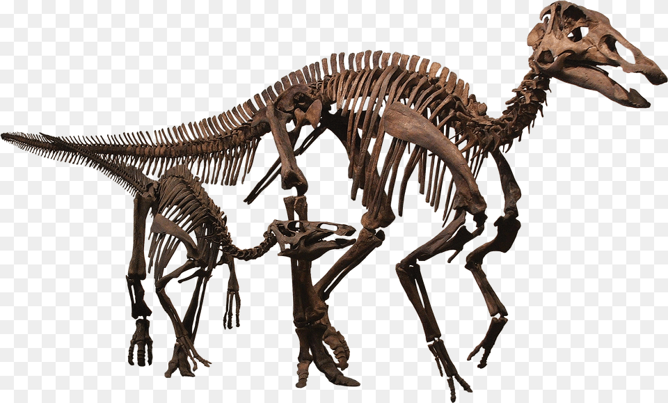 Scheletri Dinosauri, Animal, Dinosaur, Reptile Png