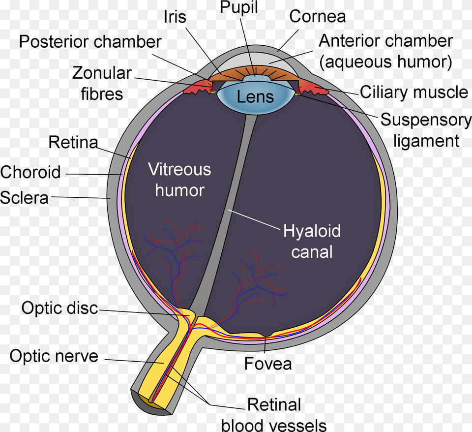 Schematic Diagram Of The Human Eye En Edit Schematic Diagram Of The Human Eye, Racket Png