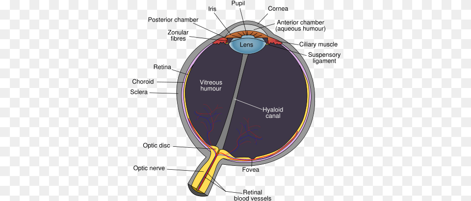 Schematic Diagram Of The Human Eye Hyaloid Canal In Eye, Racket, Disk Png