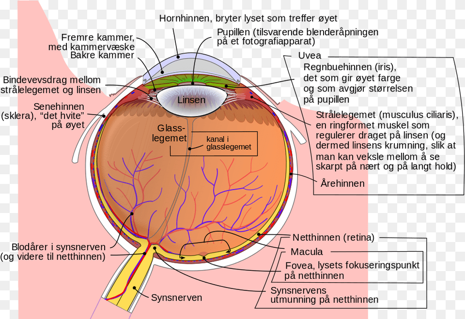 Schematic Diagram Of The Human Eye Musculus Cilliaris, Chart, Plot Free Png