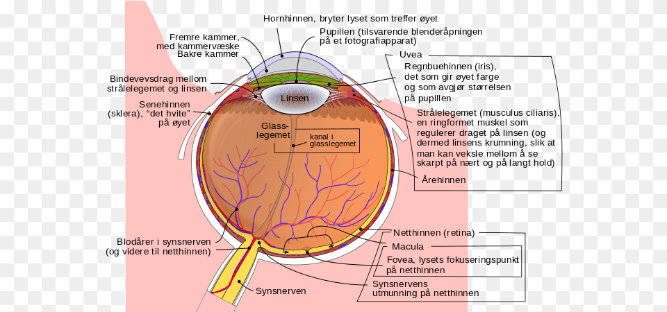 Schematic Diagram Of The Human Eye No Birdshot Eye, Chart, Plot Png Image