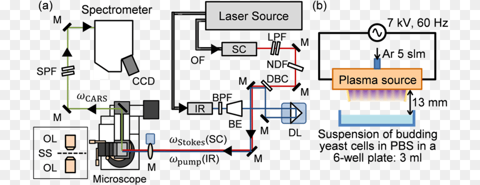 Schematic Illustration Of Top View Of The Multiplex Diagram, Scoreboard Png