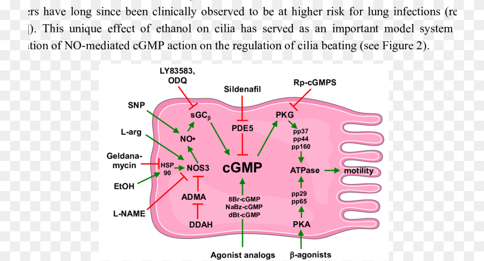Schematic Of Cgmp Action In Cilia Motility, Dynamite, Weapon, Diagram, Chart Png Image