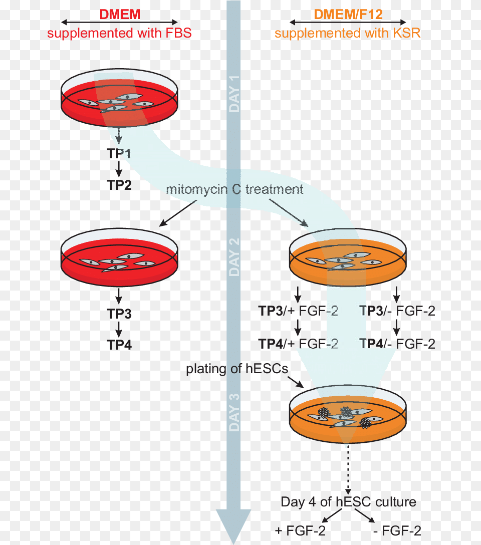 Schematic Of Human Embryonic Stem Cell Culture Collection Of Conditioned Media, Chart, Plot, Water Png Image