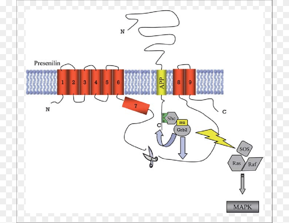 Schematic Of Mapk Activation By Appps1 Grb2 Interaction Illustration, Dynamite, Weapon Free Png