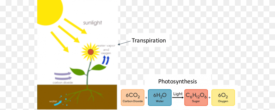 Schematic Of Photosynthesis And Transpiration Transfer Of Carbon In Photosynthesis, Flower, Plant, Daisy, Text Free Png Download