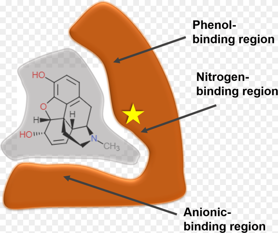 Schematic Of The M Receptor Binding Morphine Receptor, Symbol Png Image