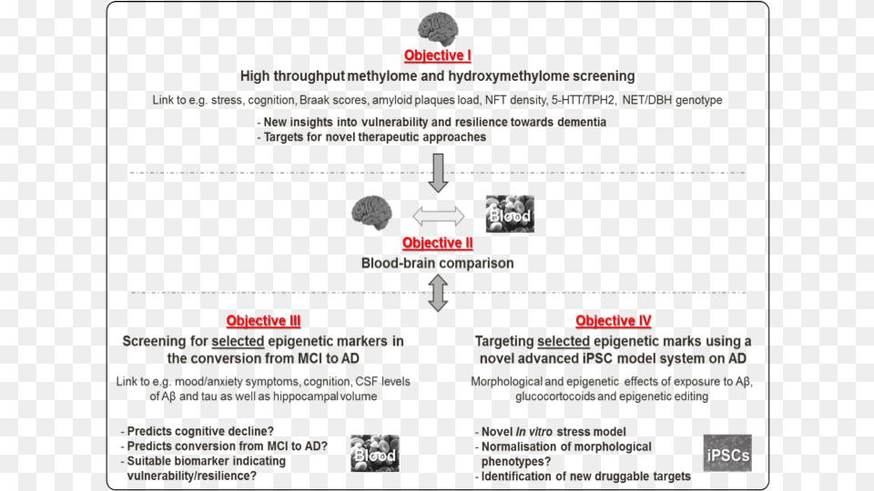 Schematic Overview Of Translational Study Design Research Question And Hypothesis, Nature, Night, Outdoors, Cross Png Image