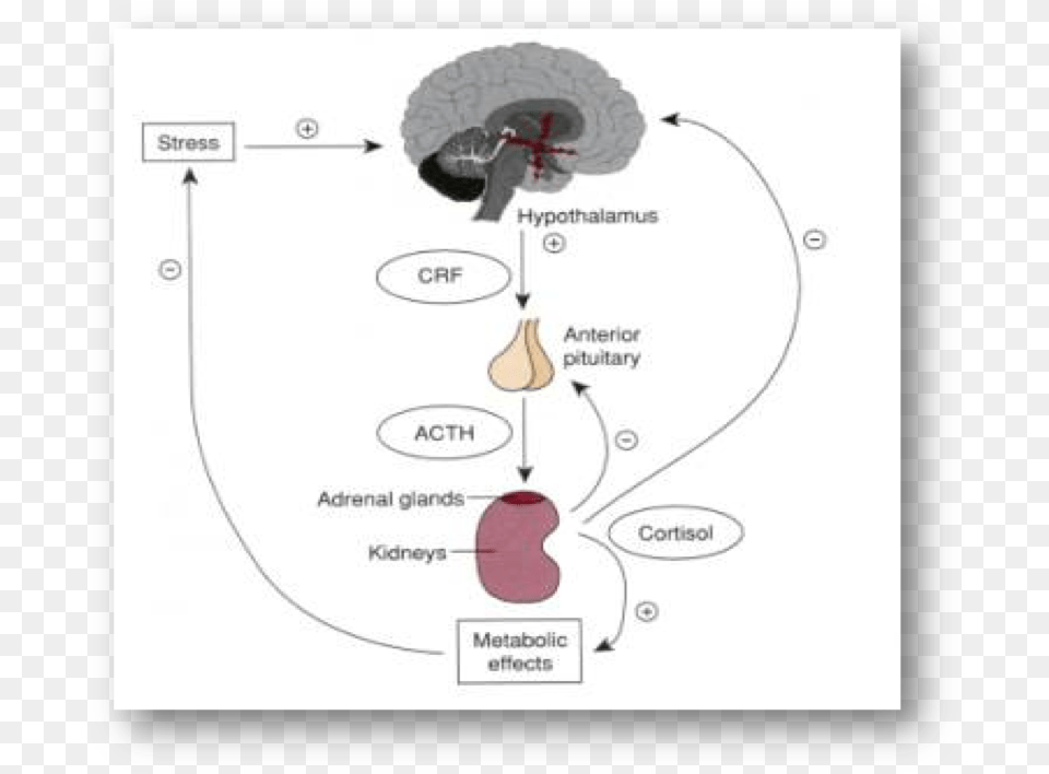 Schematic Presentation Of The Adrenal Androgen Regulation Acute Adrenal Insufficiency, Diagram Png