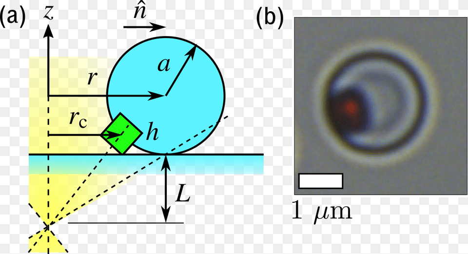 Schematic Representation Of A Hematite Tpm Composite Circle, Sphere Free Transparent Png