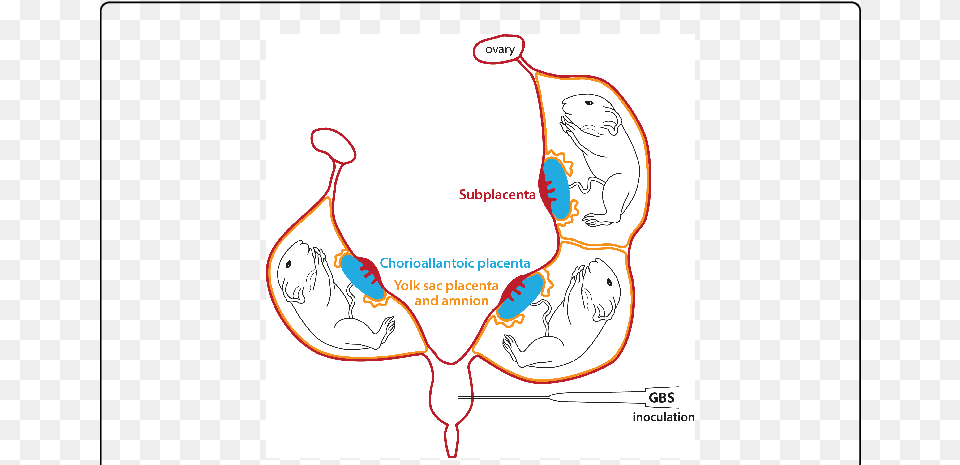 Schematic Representation Of The Bicornuate Guinea Pig Pregnant Guinea Pig, Body Part, Stomach, Baby, Person Free Png Download