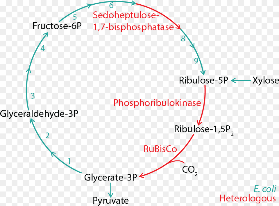 Schematic Representation Of The Calvin Cylce Calvin Cycle Fructose 6 Phosphate, Nature, Night, Outdoors, Astronomy Png