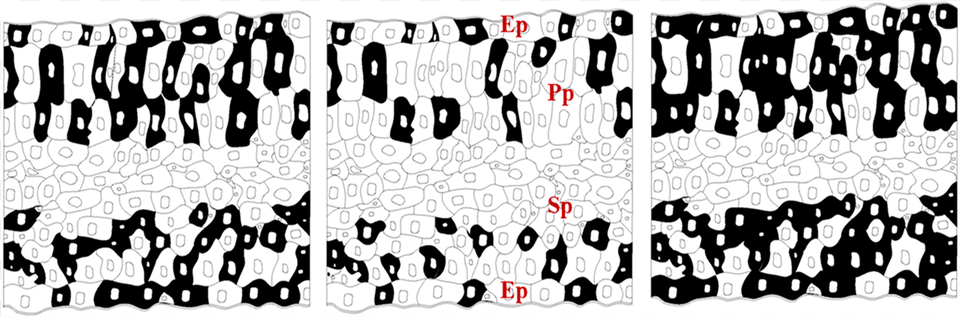 Schematic Representation Of The Distribution Of Tannins, Text, Crowd, Person Free Transparent Png