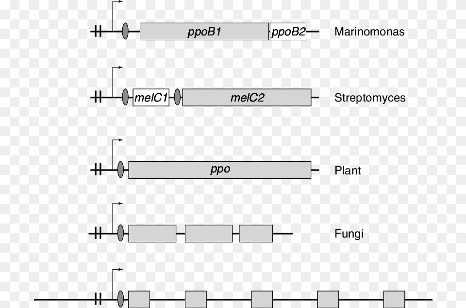 Schematic Representation Of The Genetic Organization Library, Page, Text Png
