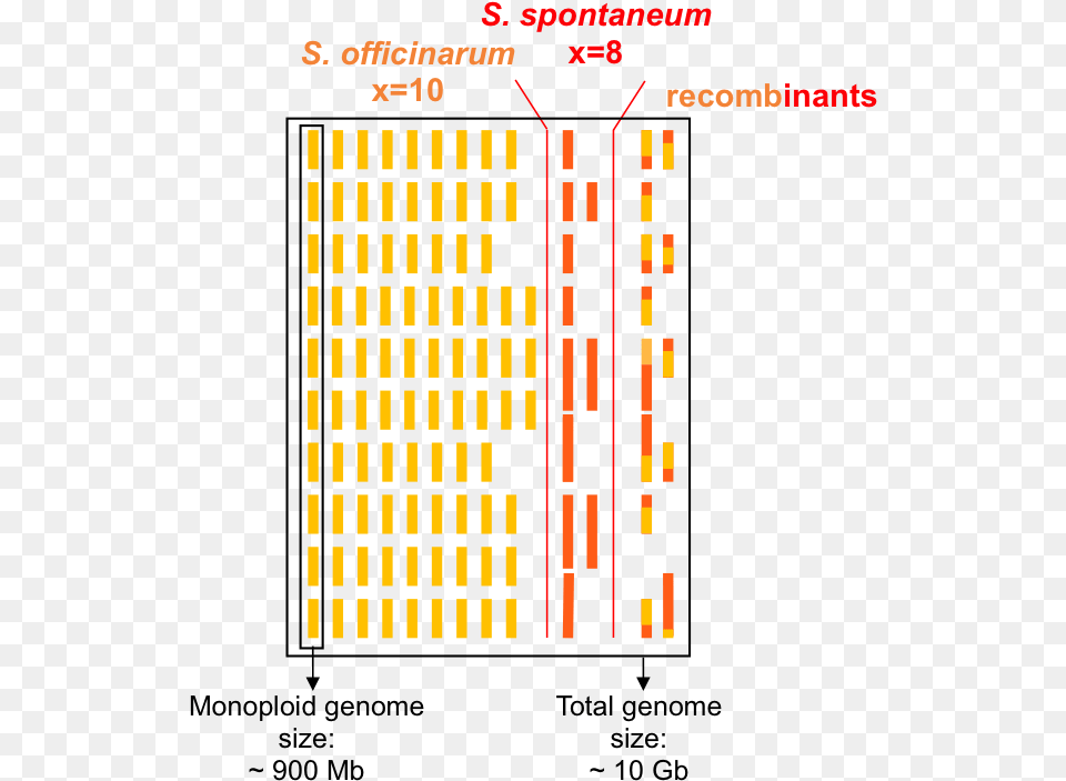 Schematic Representation Of The Genome Of A Typical Number Free Png Download