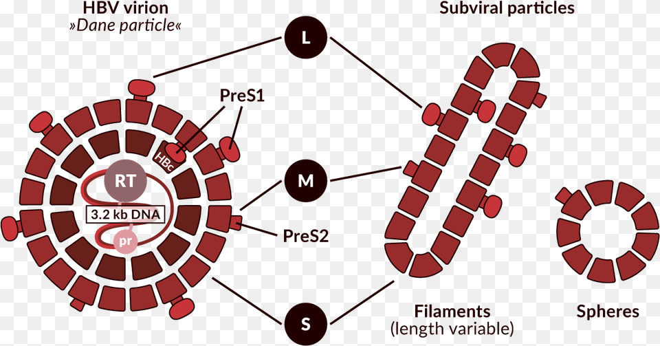 Schematic Representation Of The Hbv Virion And Non Infectious Circle, Dynamite, Weapon, Ammunition, Grenade Free Png