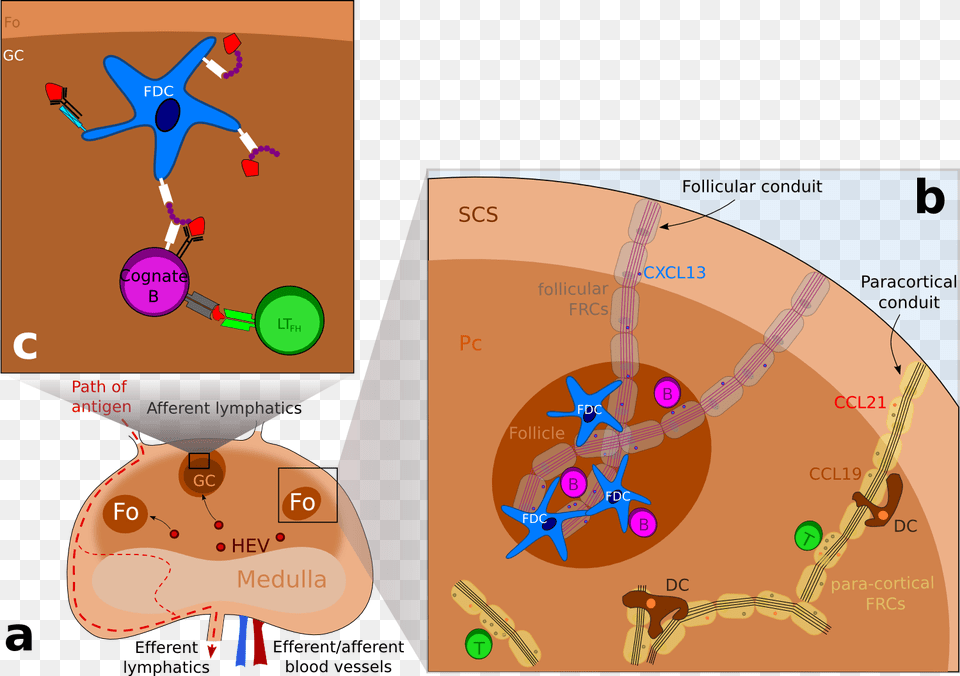 Schematic Representation Of The Structure Of A Lymph Follicular Dendritic Cells In Lymph Node, Chart, Plot, Massage, Person Free Png
