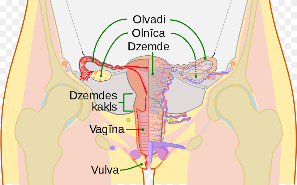 Scheme Female Reproductive System Lv Cervix, Chart, Plot, Diagram Png