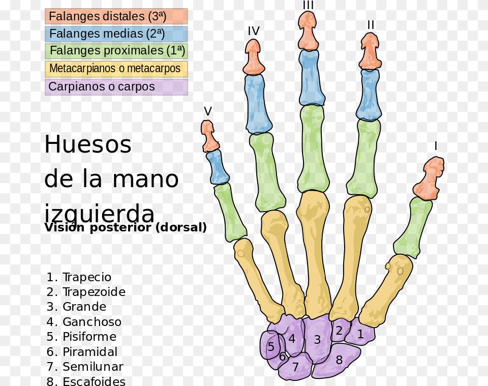 Scheme Human Hand Bones Es Com Download Bones Of The Hand, Chess, Game Png Image