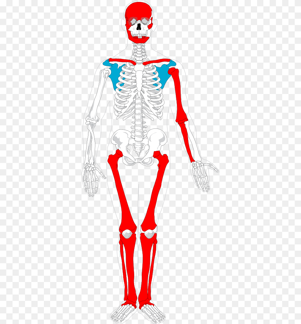 Scheme Of Preserved Bones Human Skeleton, Adult, Male, Man, Person Free Png Download