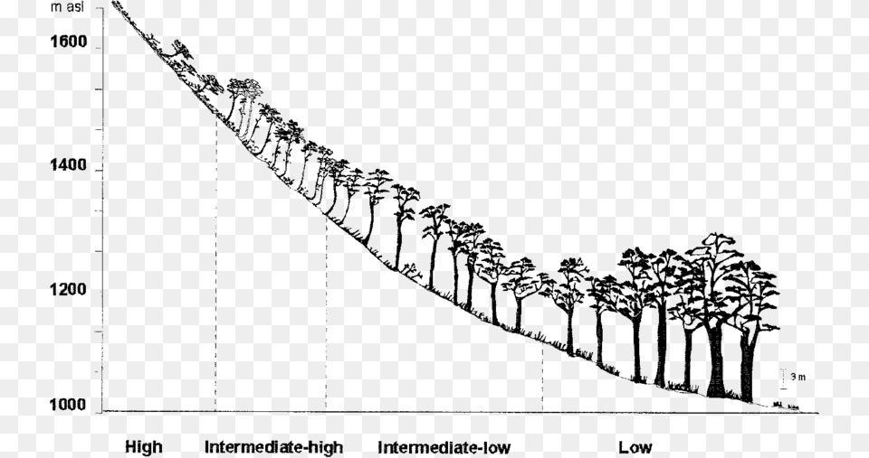 Scheme Of The Variation In The Growth Habit Of N Maryland, Plant, Vegetation, Tree, Palm Tree Png Image