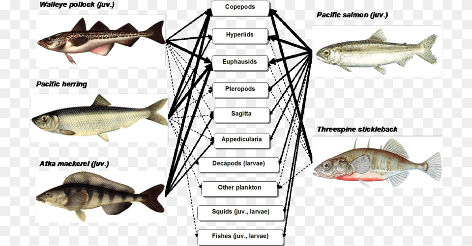 Scheme Of Trophic Relations Of Mass Species Fishes Coregonus Lavaretus, Animal, Fish, Sea Life, Herring Free Png Download