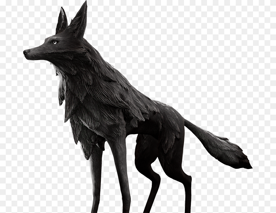 Schipperke, Animal, Coyote, Mammal, Wolf Free Transparent Png