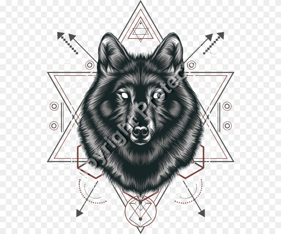 Schipperke, Animal, Mammal, Wolf, Tiger Free Png