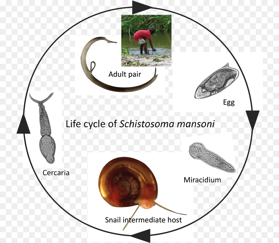 Schistosome Infections In Snails Alter Snail Physiology, Person, Animal, Insect, Invertebrate Png Image