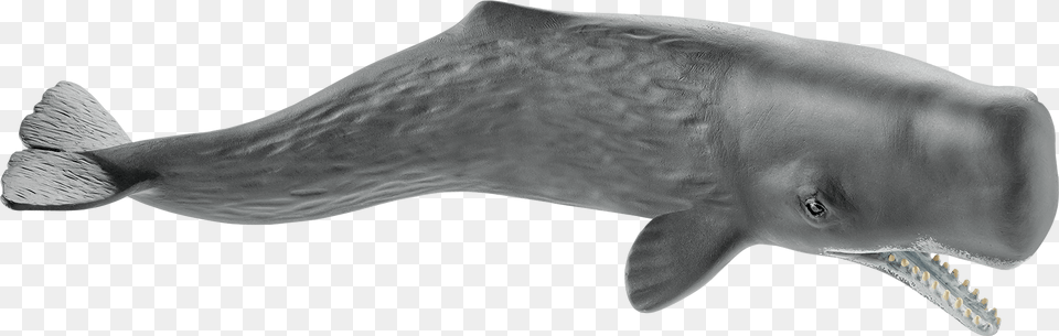 Schleich Sperm Whale, Animal, Mammal, Sea Life, Fish Free Png Download