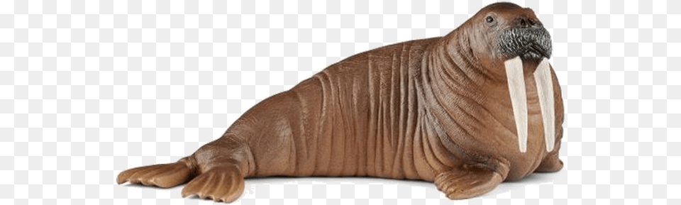Schleich Walrus 2018, Animal, Mammal, Sea Life, Lizard Free Png