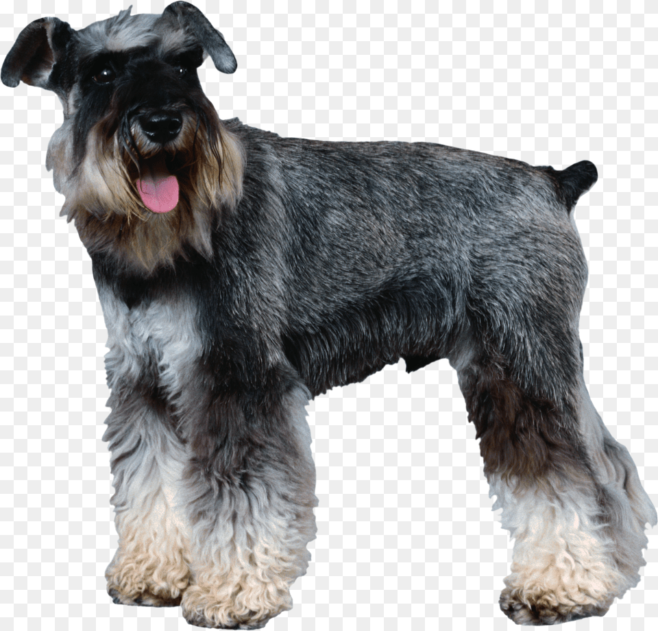 Schnauzer Coasters Coaster Schnauzer Gifts, Animal, Canine, Dog, Mammal Free Png Download